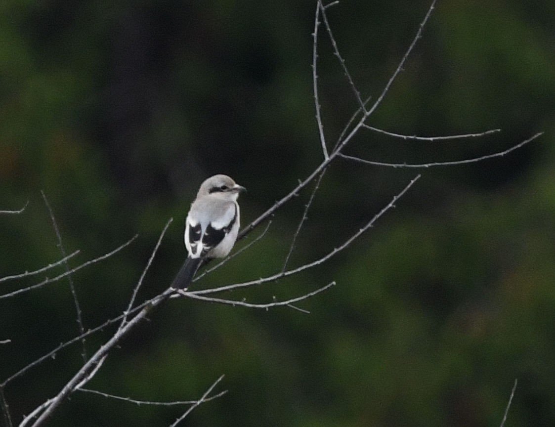 Alcaudón Boreal - ML643394245