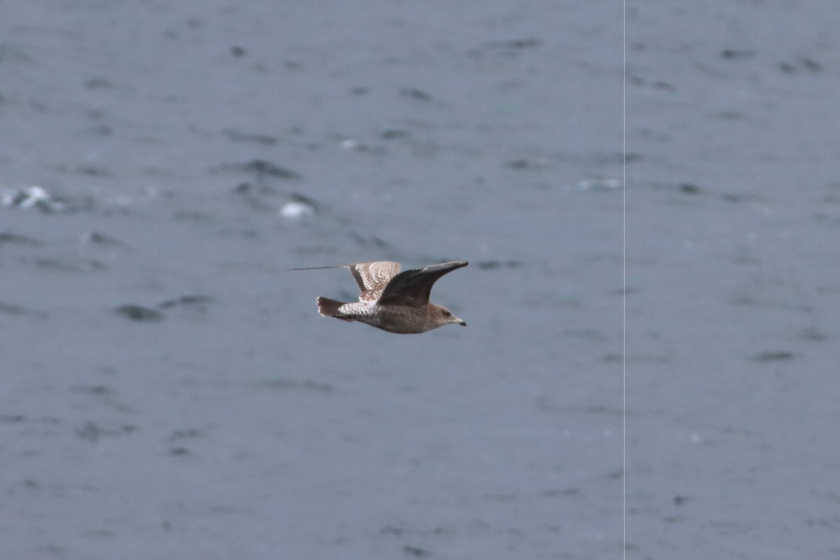 California Gull - ML643394248