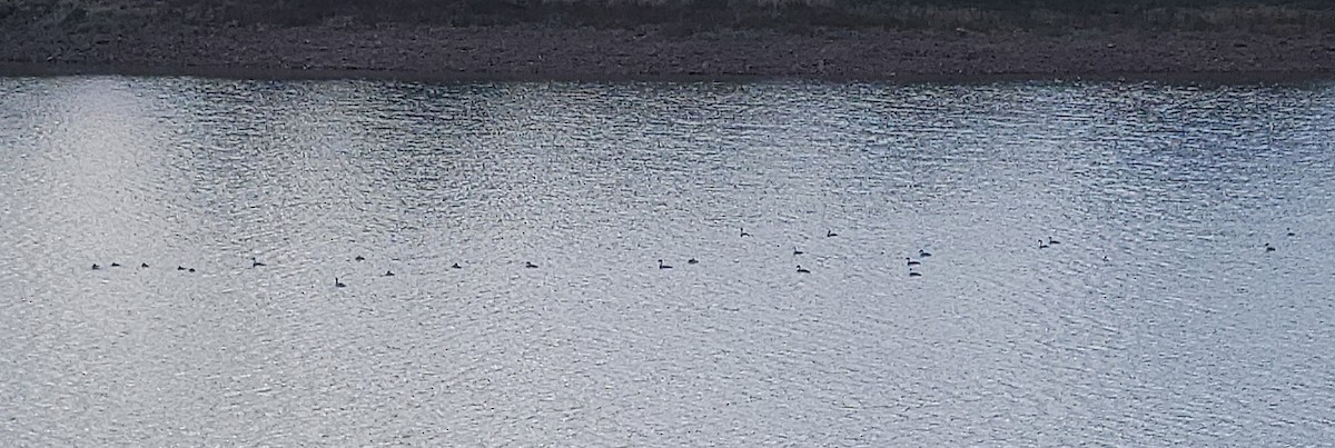 Western Grebe - ML643394267