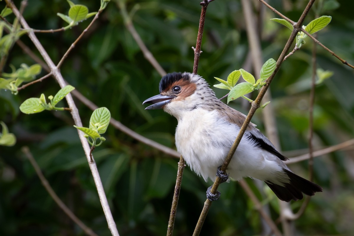 Black-crowned Tityra - ML643394292