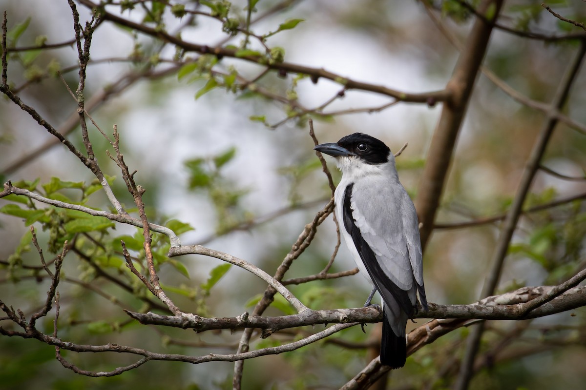 Black-crowned Tityra - ML643394293