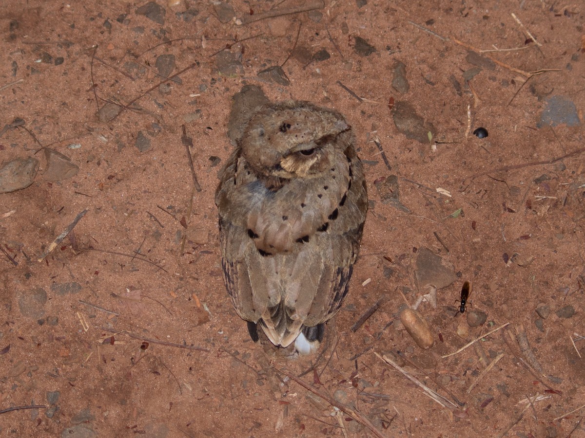 Common Pauraque - ML643394294