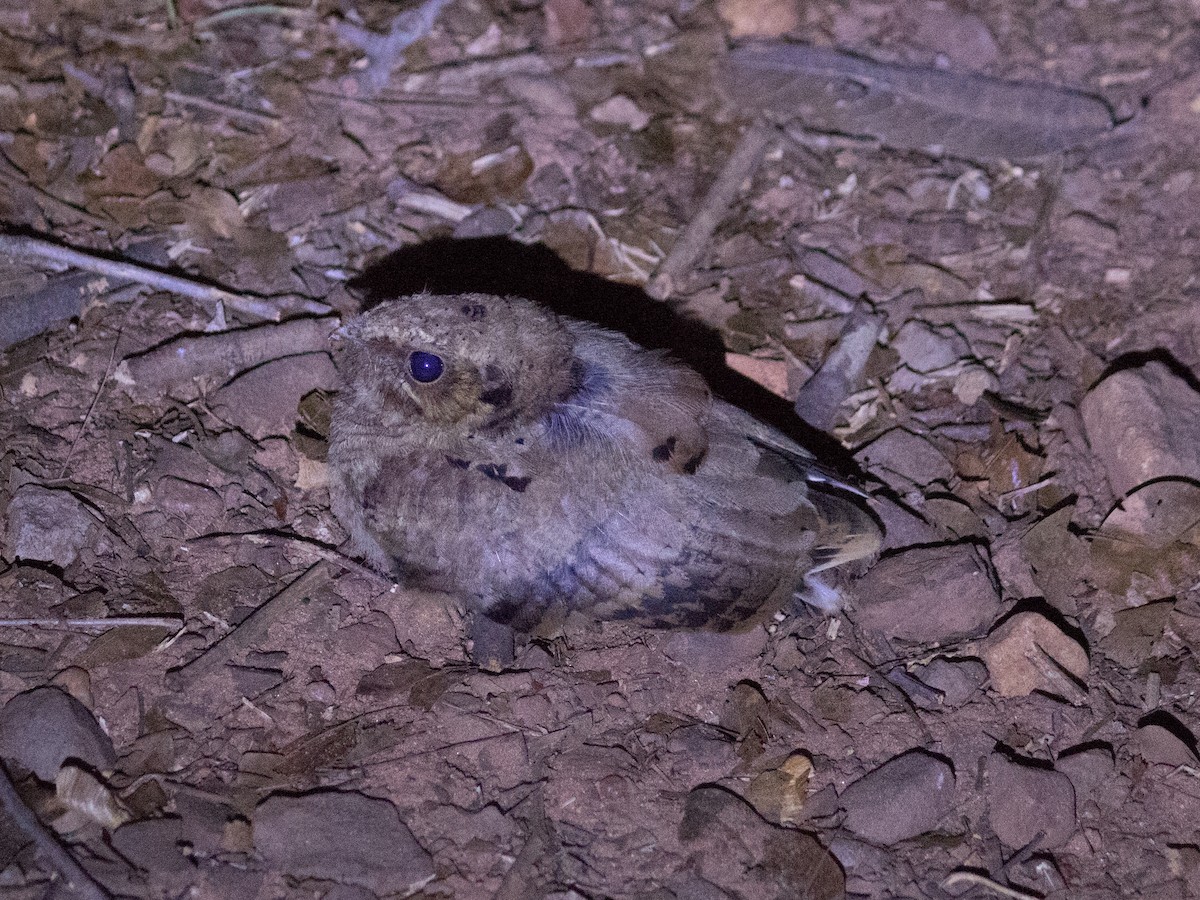 Common Pauraque - ML643394295