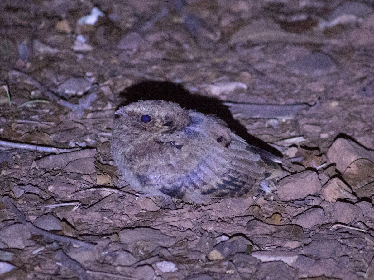 Common Pauraque - ML643394296