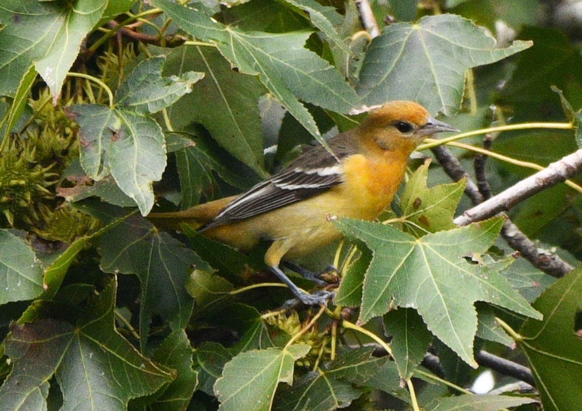 trupiál baltimorský - ML643394297