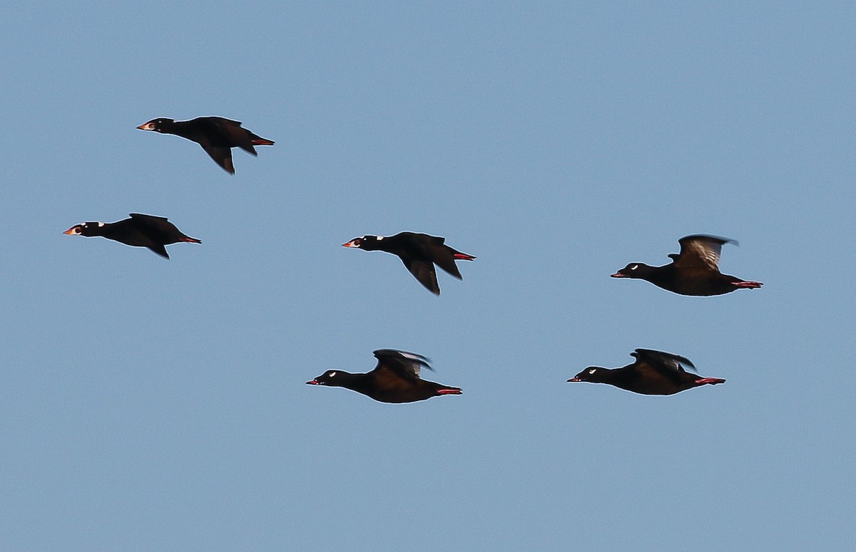 アラナミキンクロ - ML643394303