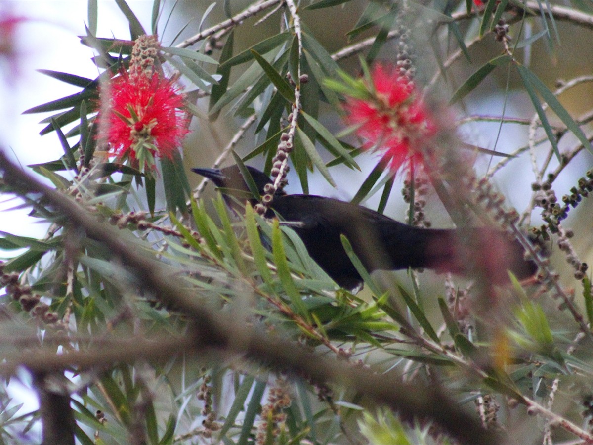 Variable Oriole - ML643394307