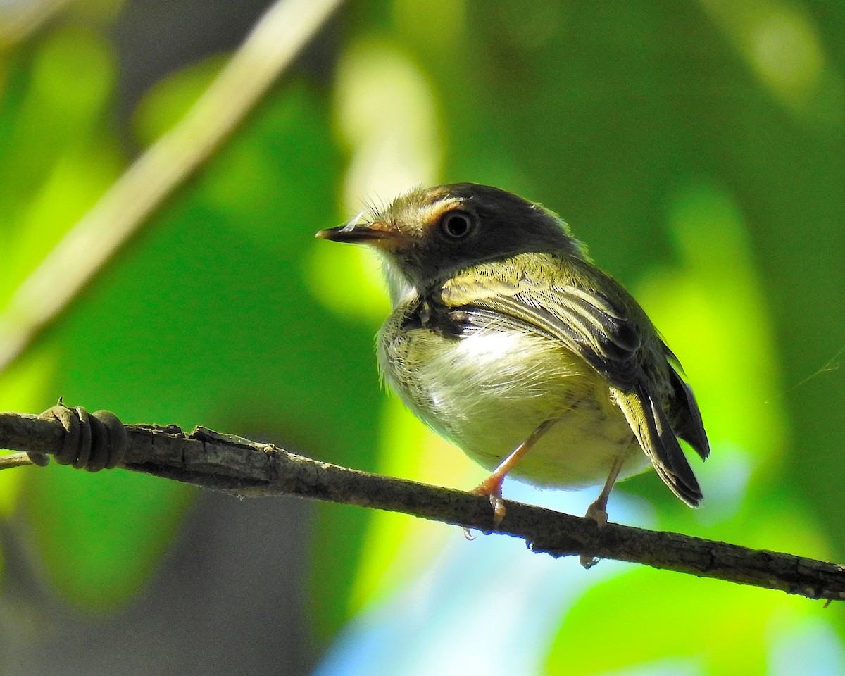 Pale-eyed Pygmy-Tyrant - ML643394308