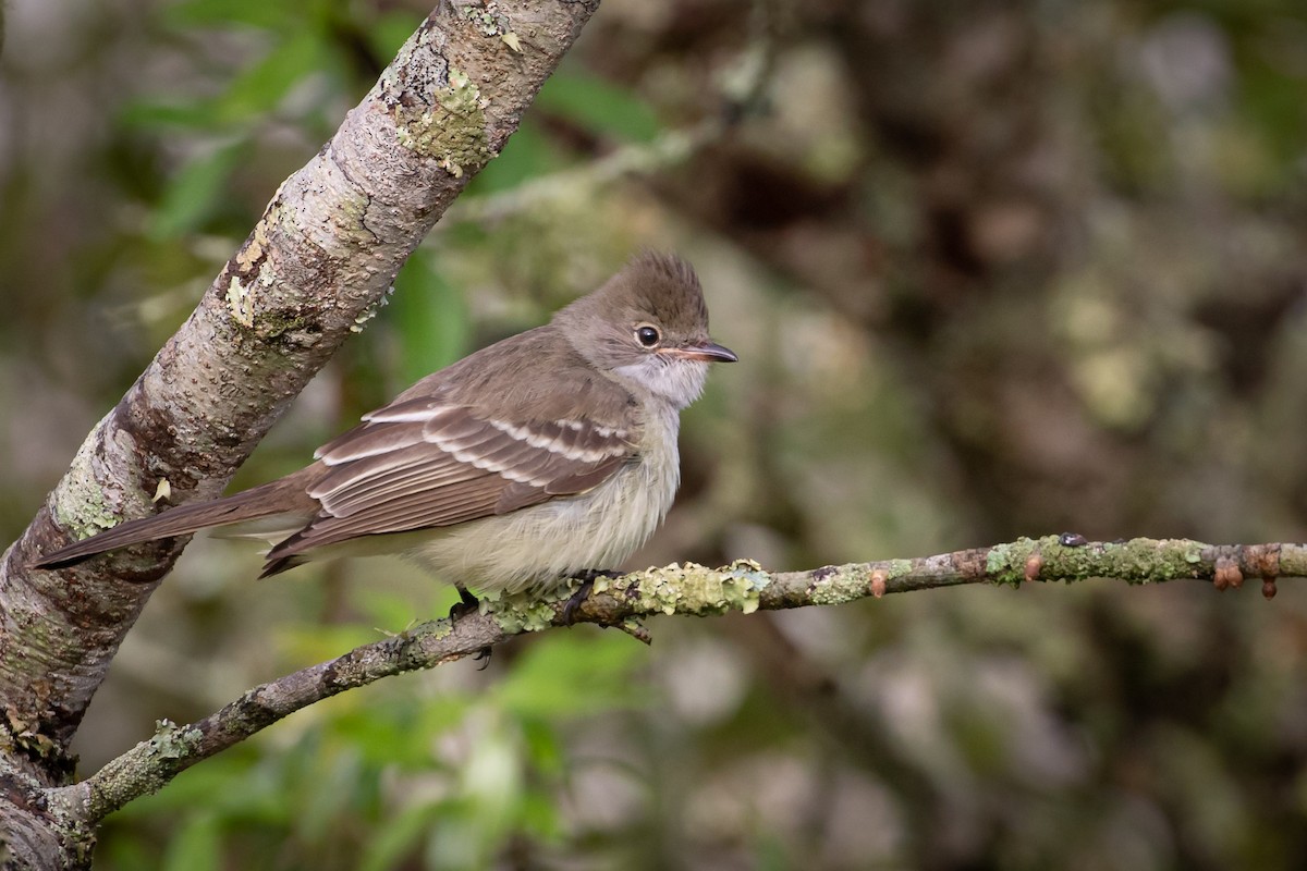 Large Elaenia - ML643394314