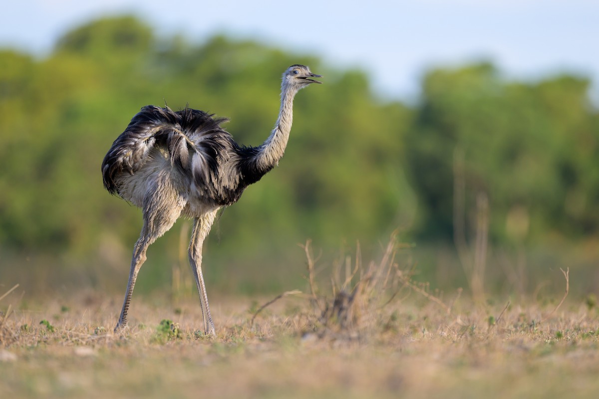 Greater Rhea - ML643394320