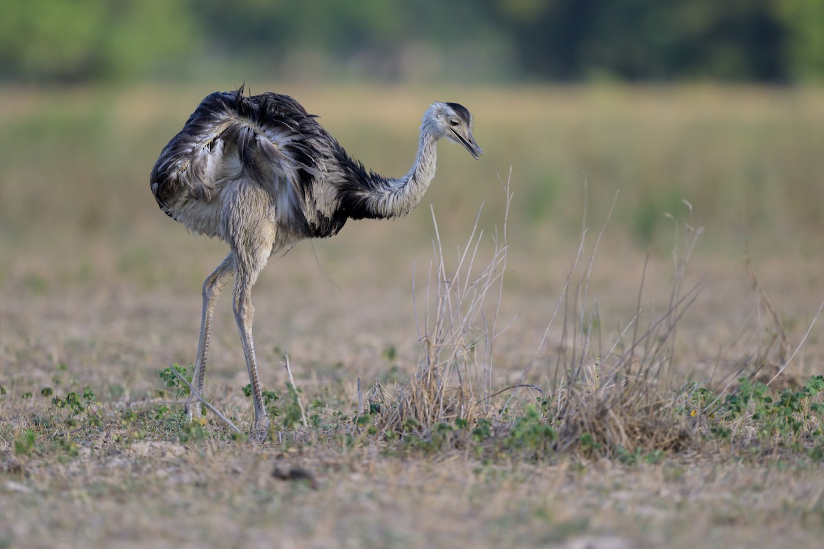 Greater Rhea - ML643394321