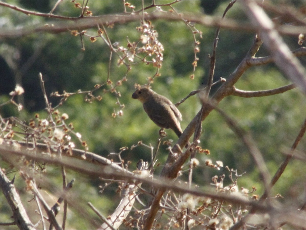 White-bellied Seedeater - ML643394391