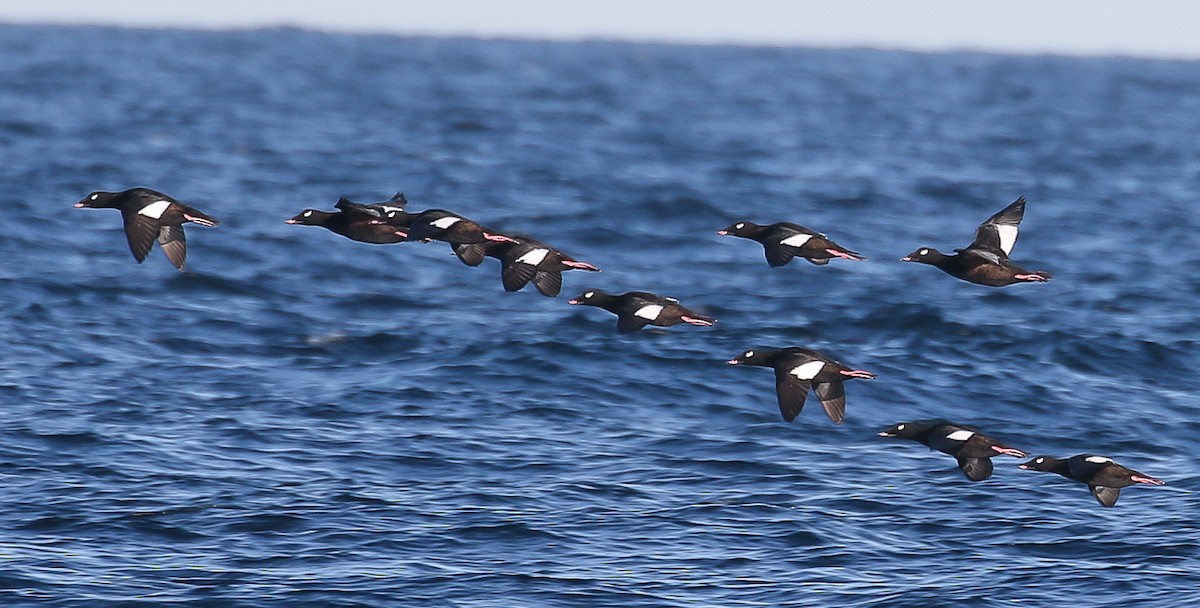 アメリカビロードキンクロ - ML643394392