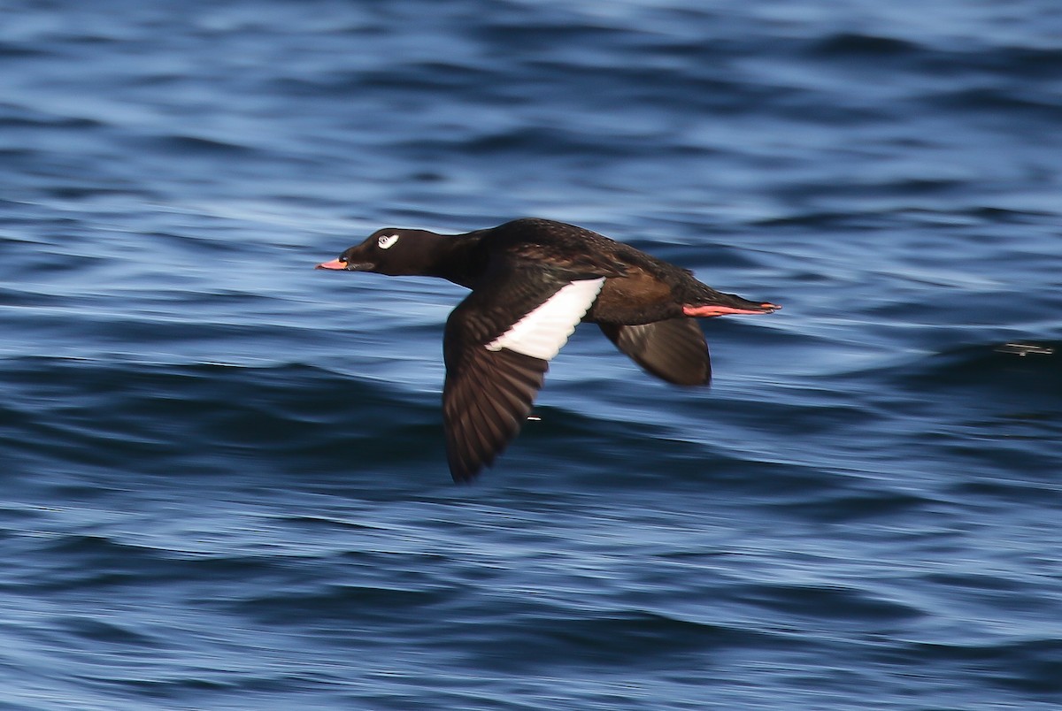 アメリカビロードキンクロ - ML643394394