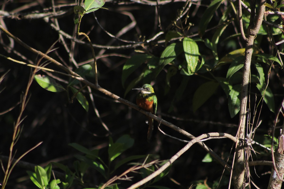 Rufous-tailed Jacamar - ML643394400