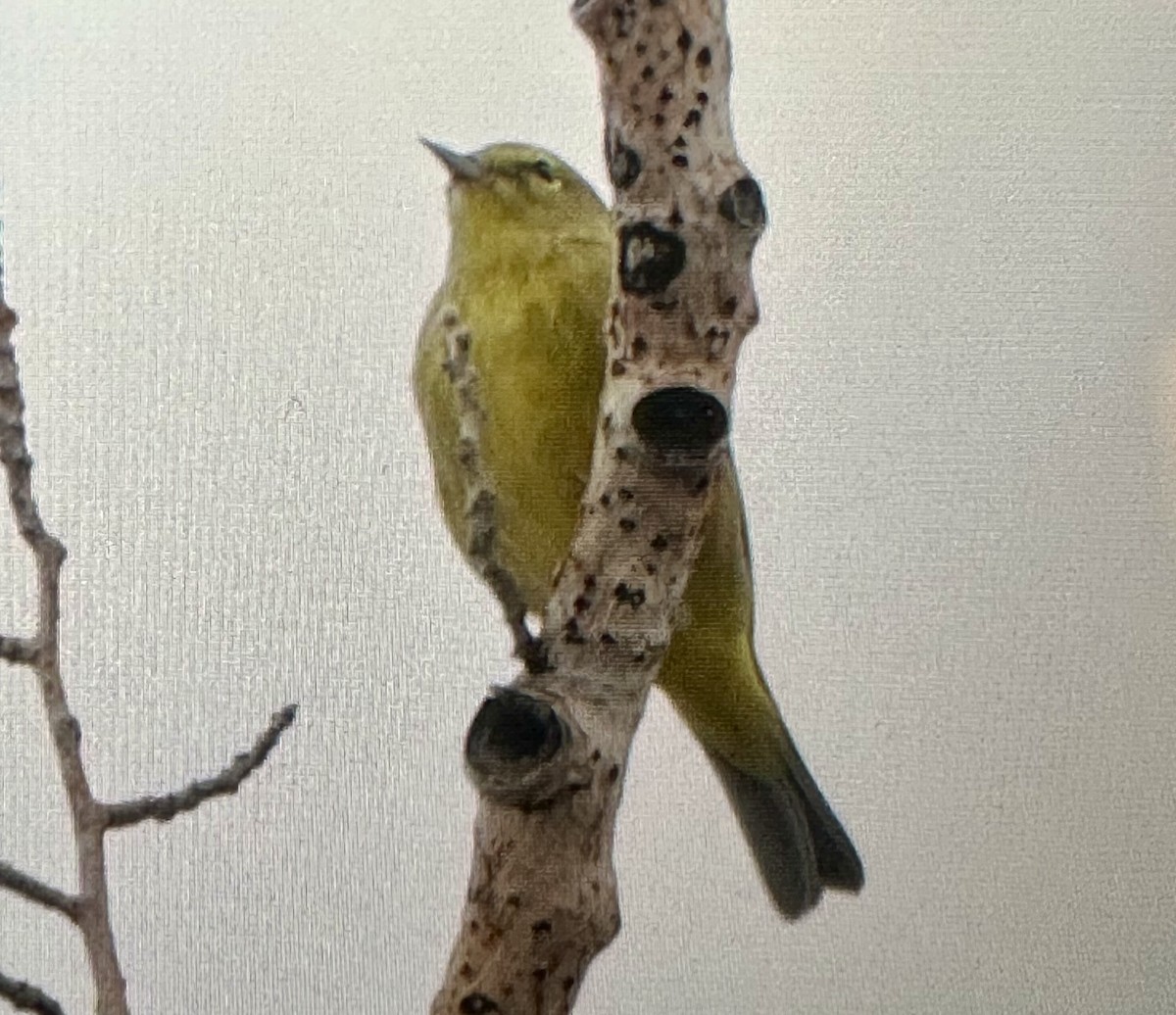 Orange-crowned Warbler - ML643394402