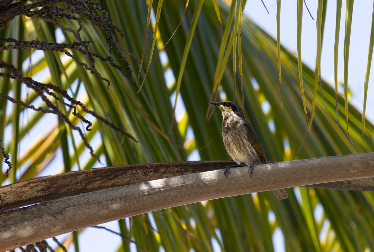 Mangrove Honeyeater - ML643394404