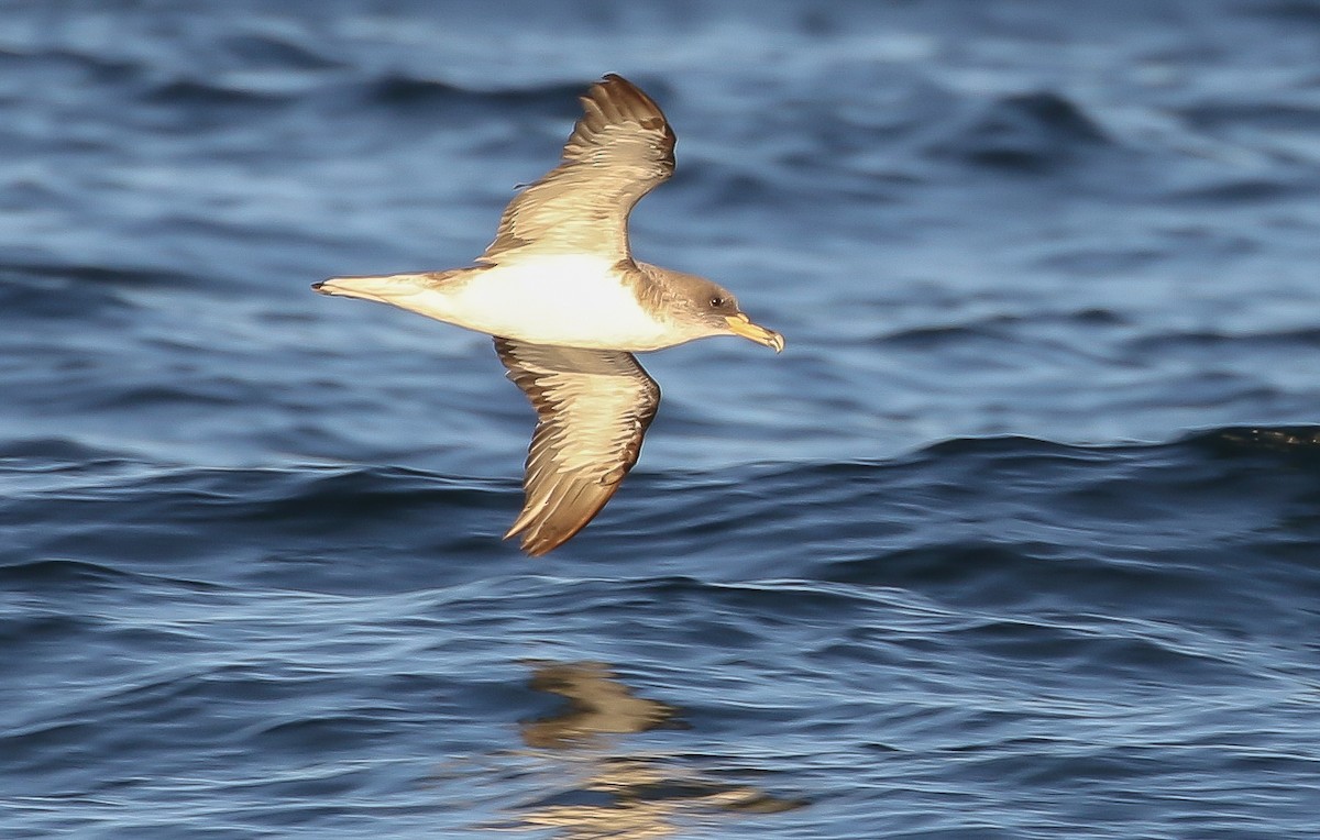 オニミズナギドリ - ML643394416