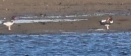 American Oystercatcher - ML643394447