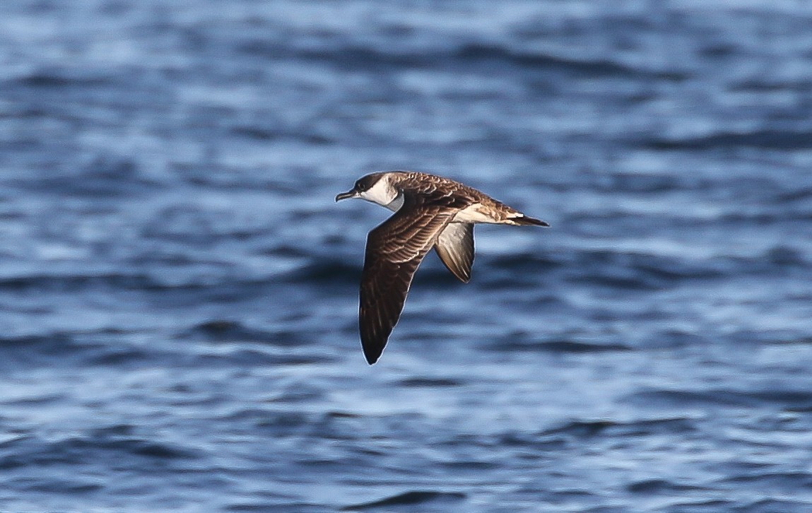 ズグロミズナギドリ - ML643394449