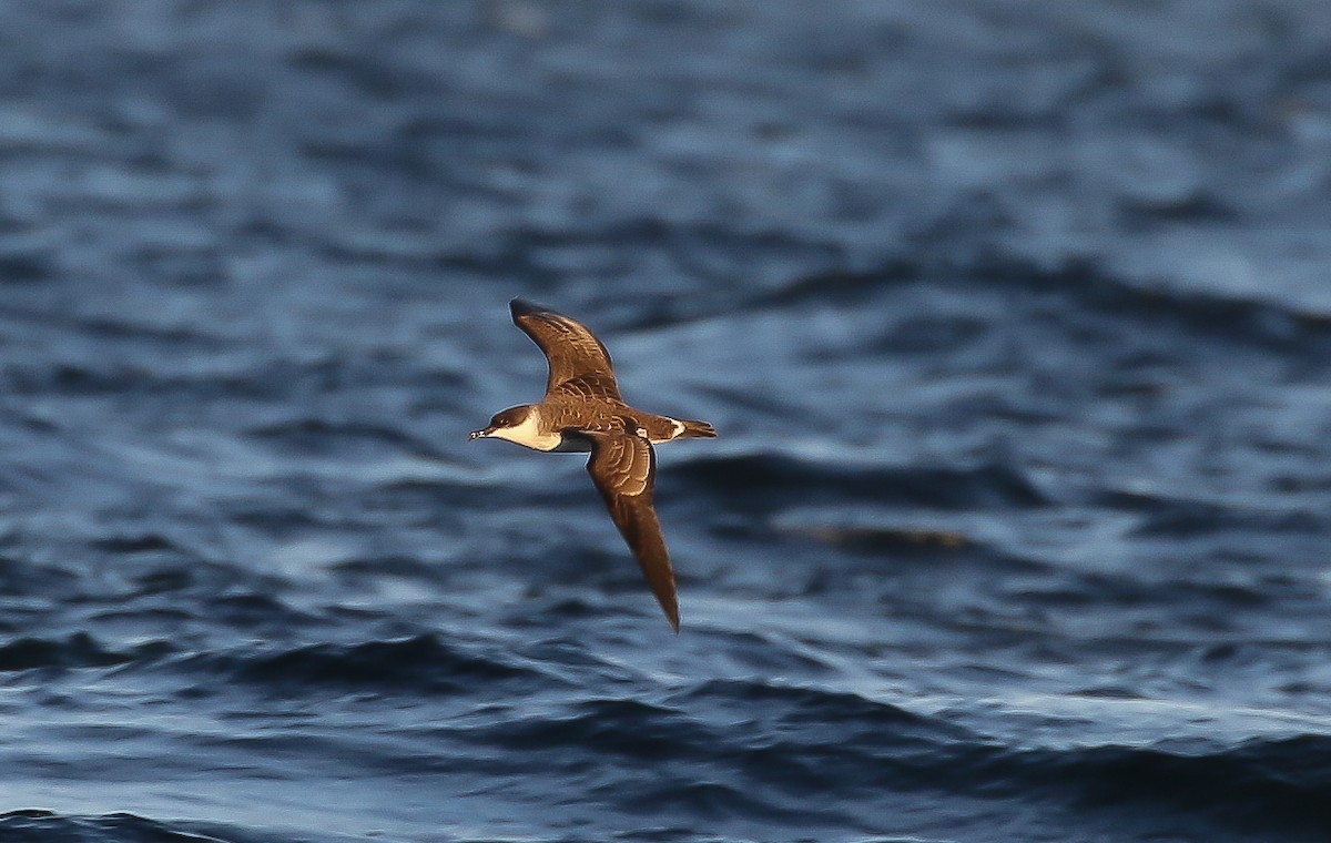 ズグロミズナギドリ - ML643394450