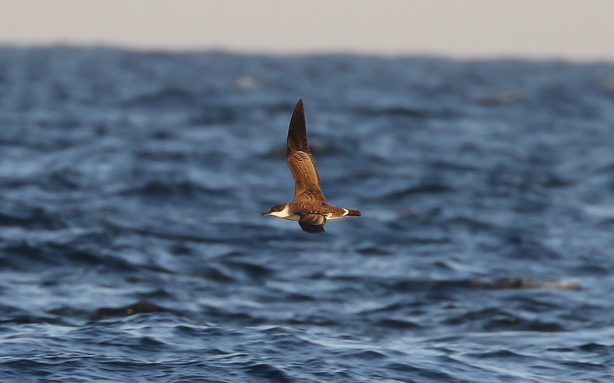 ズグロミズナギドリ - ML643394451