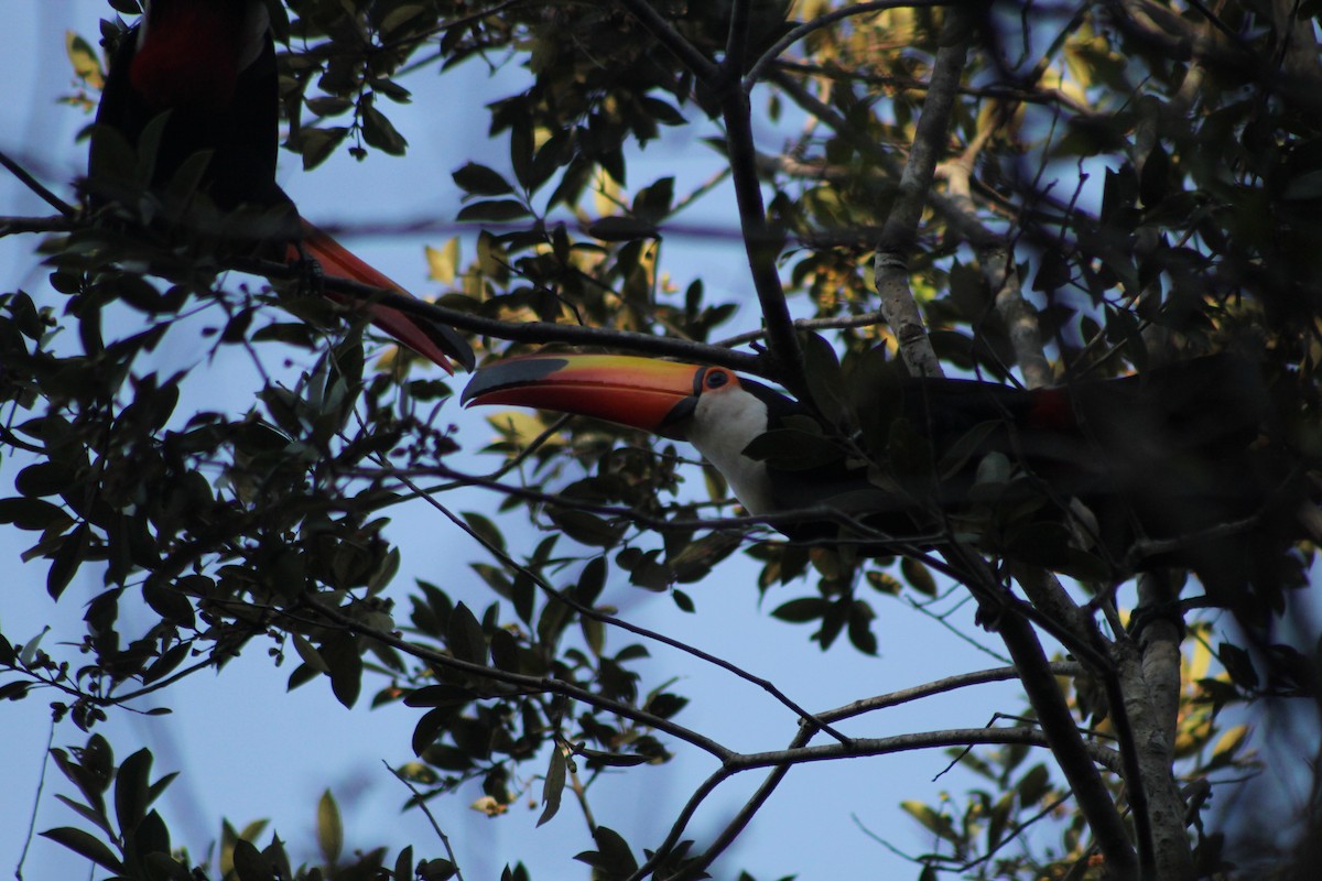 Toco Toucan - ML643394452