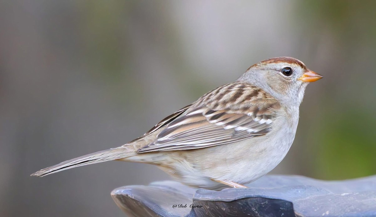 White-crowned Sparrow - ML643394469