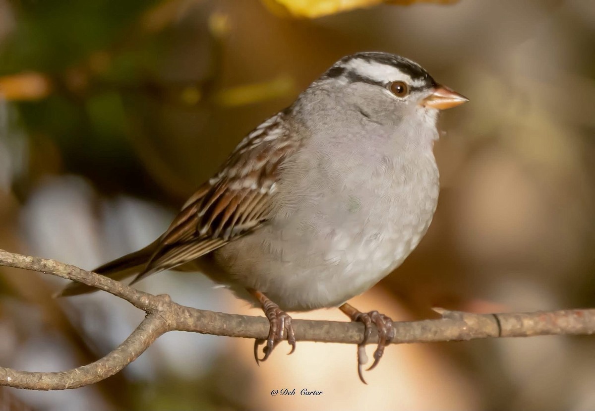 White-crowned Sparrow - ML643394470