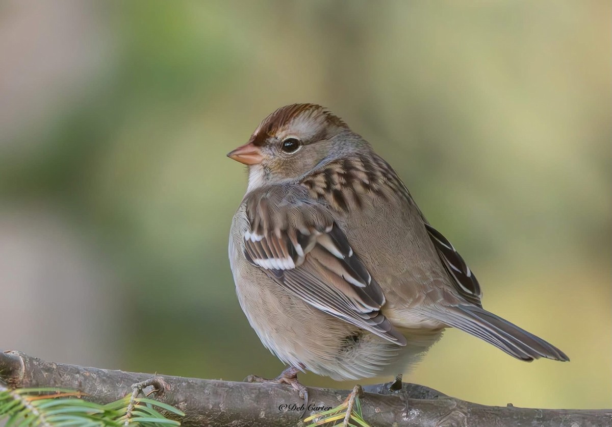White-crowned Sparrow - ML643394471