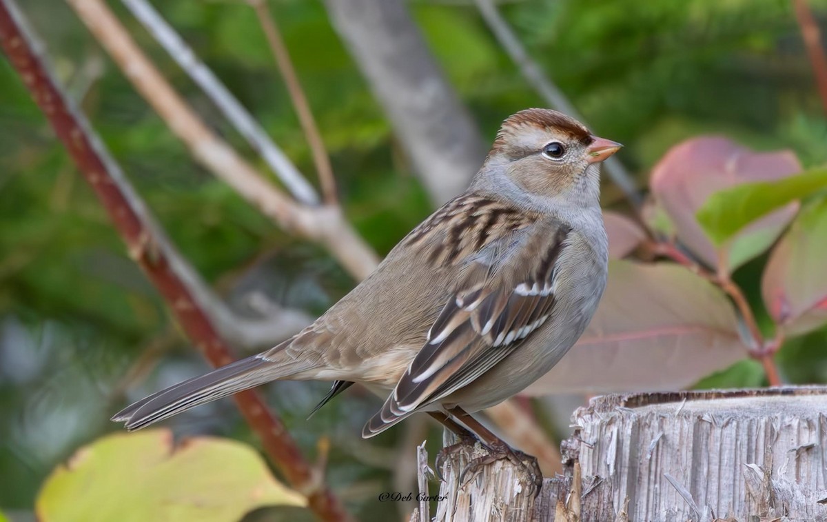 White-crowned Sparrow - ML643394472