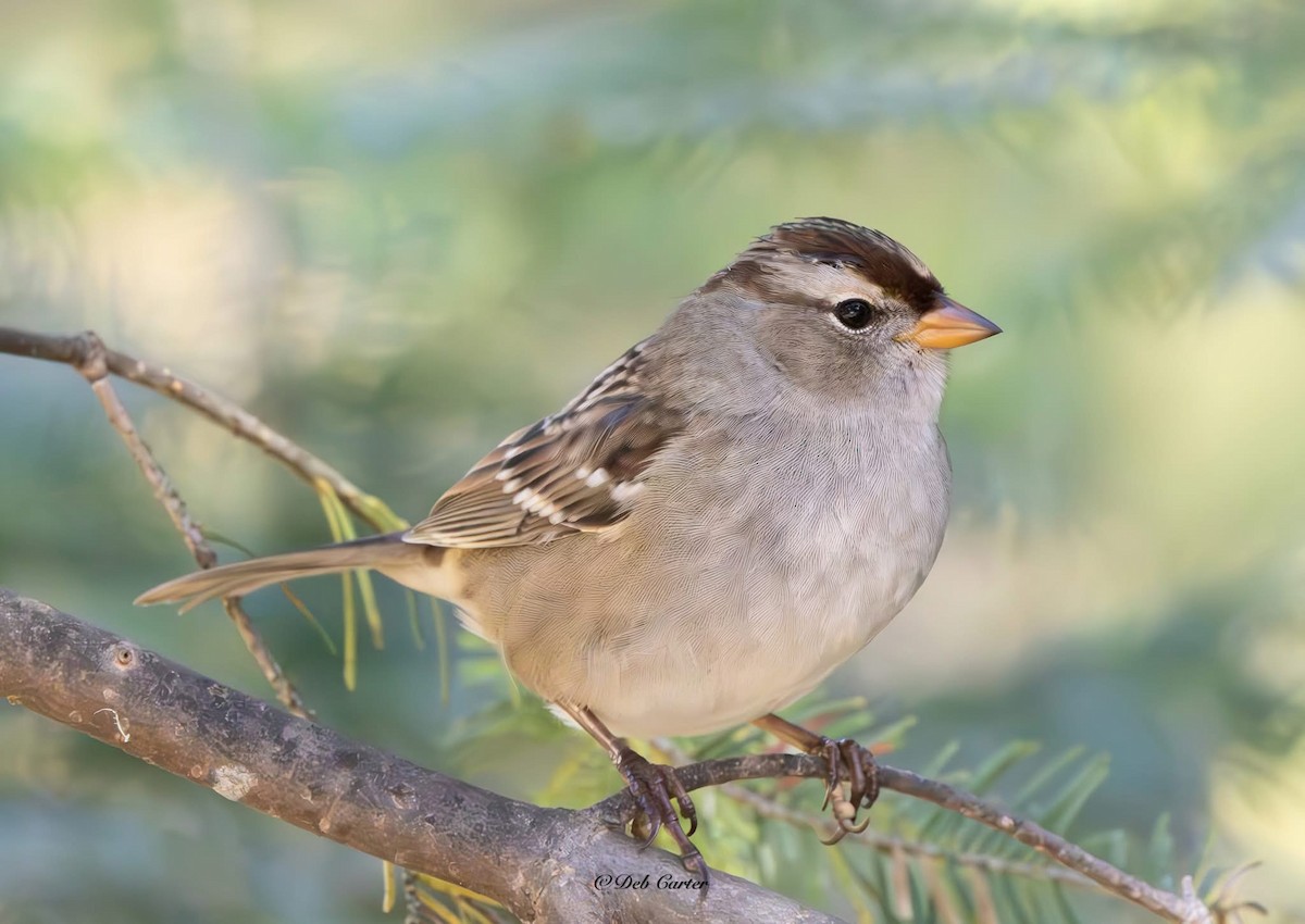 White-crowned Sparrow - ML643394473