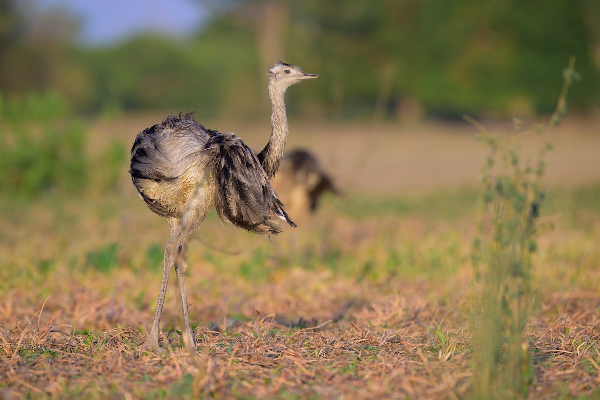 Greater Rhea - ML643394481