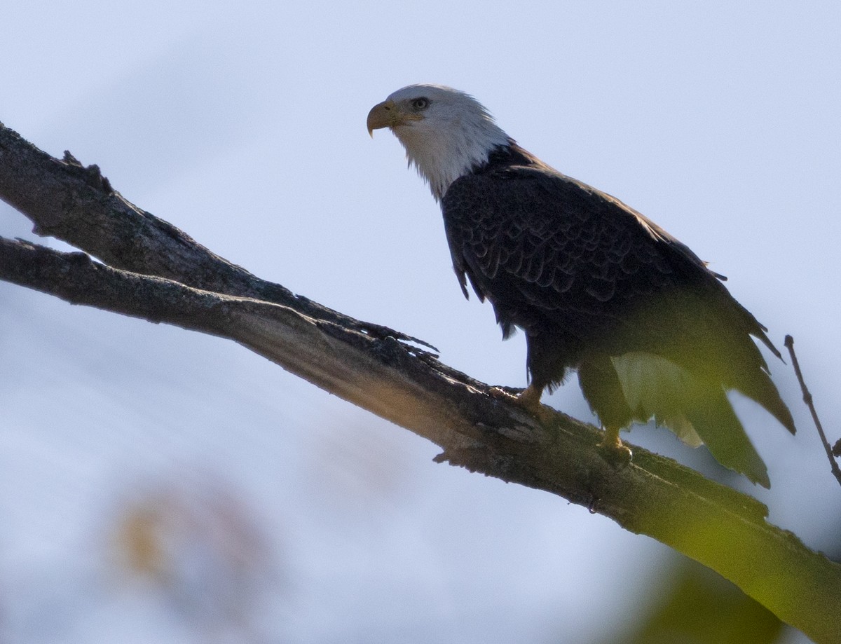 Bald Eagle - ML643394492