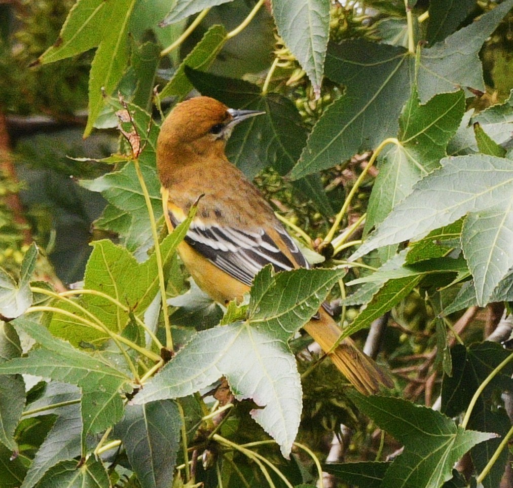 trupiál baltimorský - ML643394498