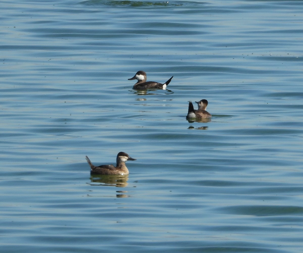 Ruddy Duck - ML643394503