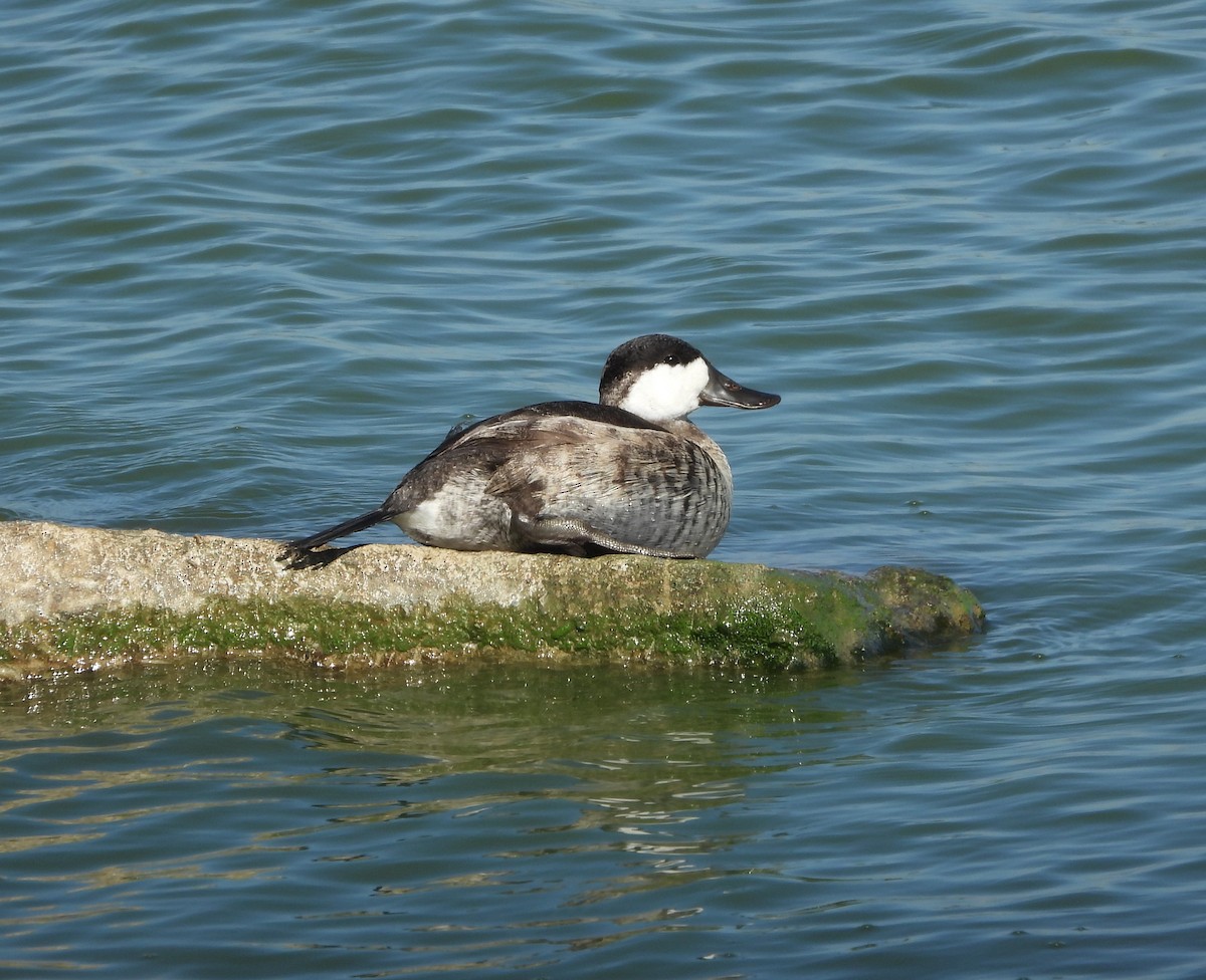 Ruddy Duck - ML643394508