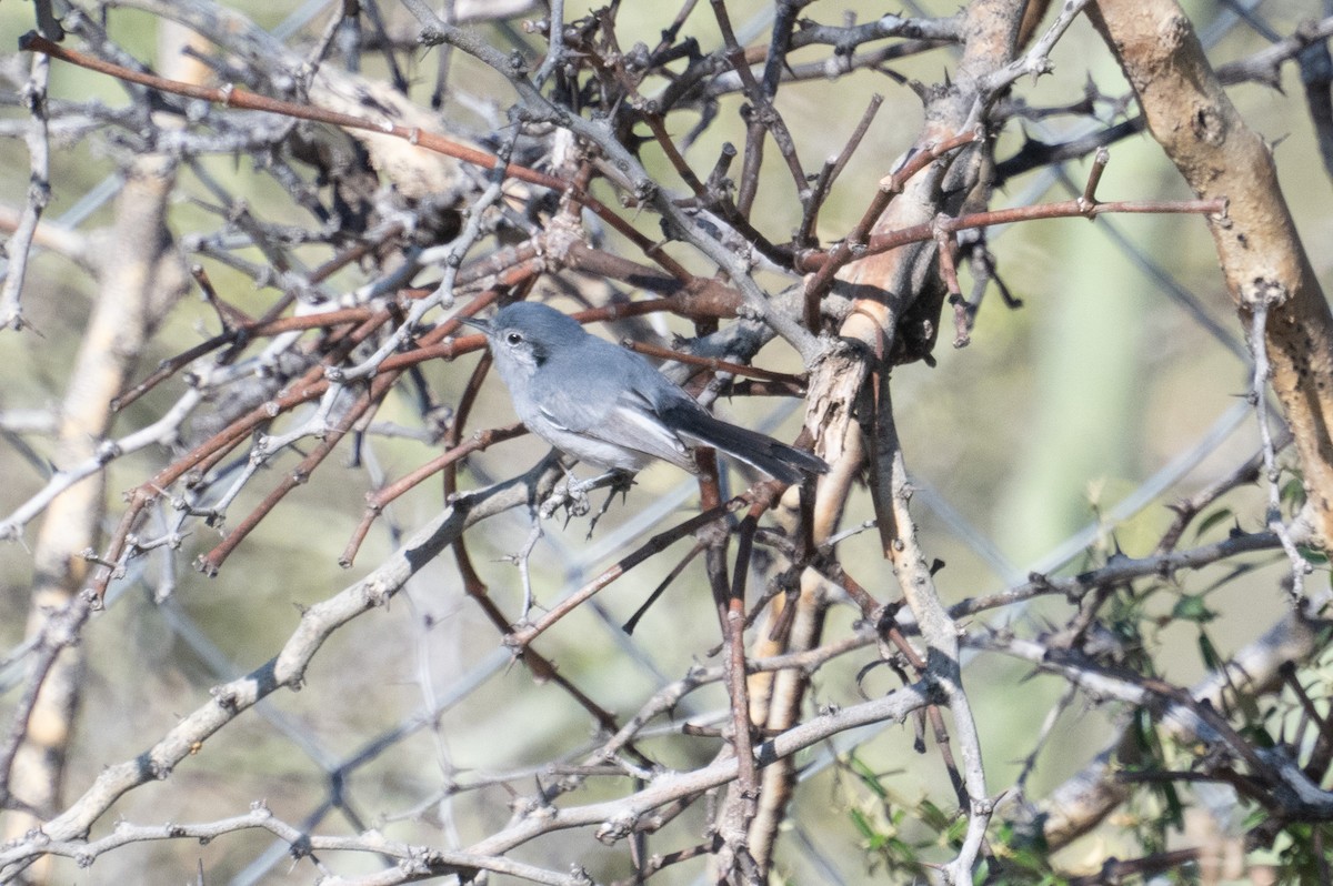 Masked Gnatcatcher - ML643394509