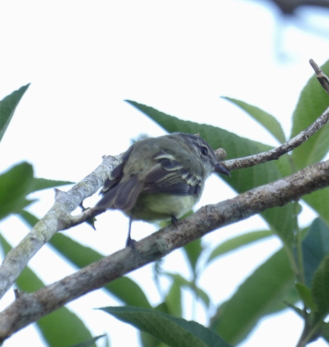 Forest Elaenia - ML643394515