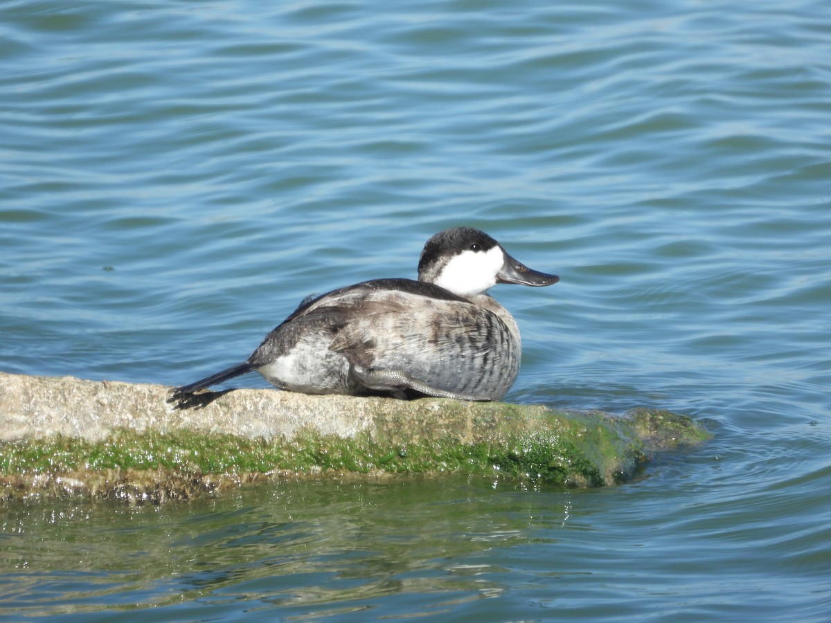 Ruddy Duck - ML643394519