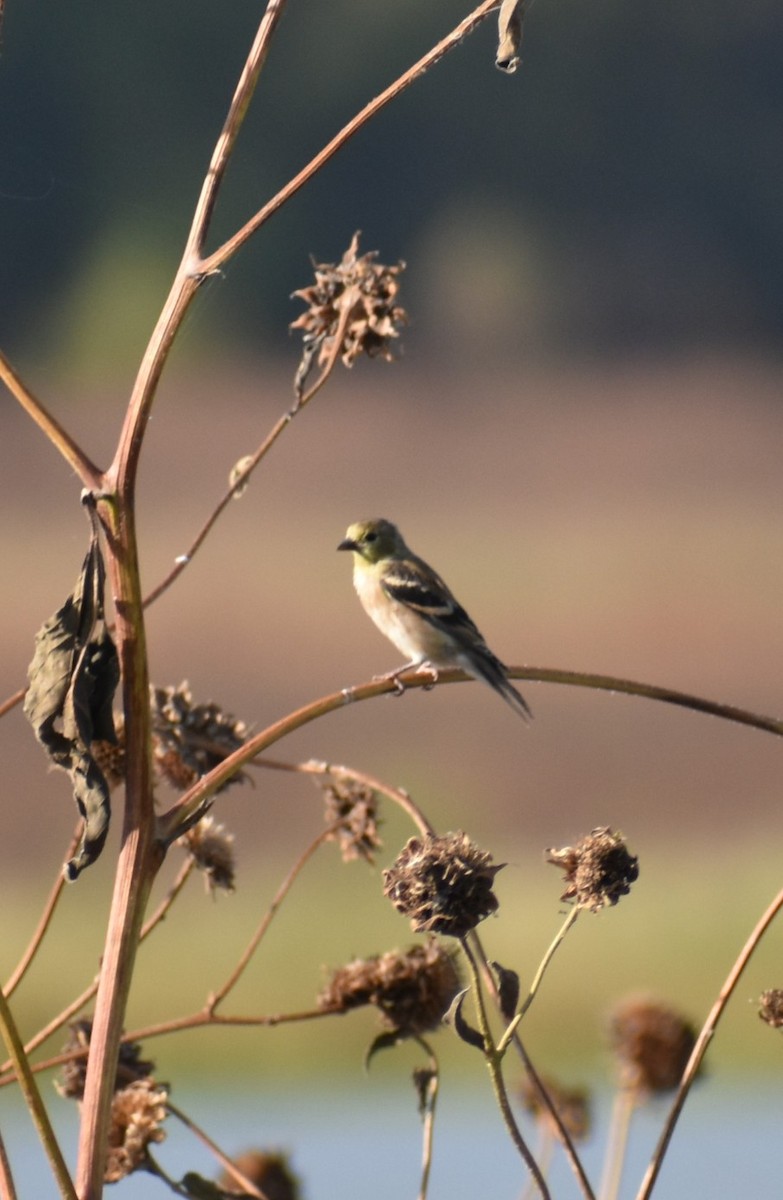 American Goldfinch - ML643394525