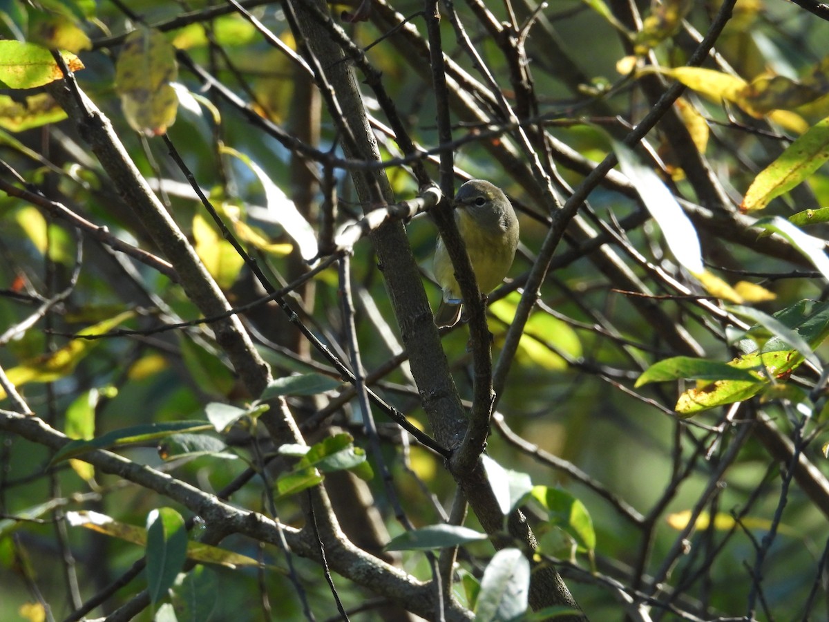 Orange-crowned Warbler - ML643394527
