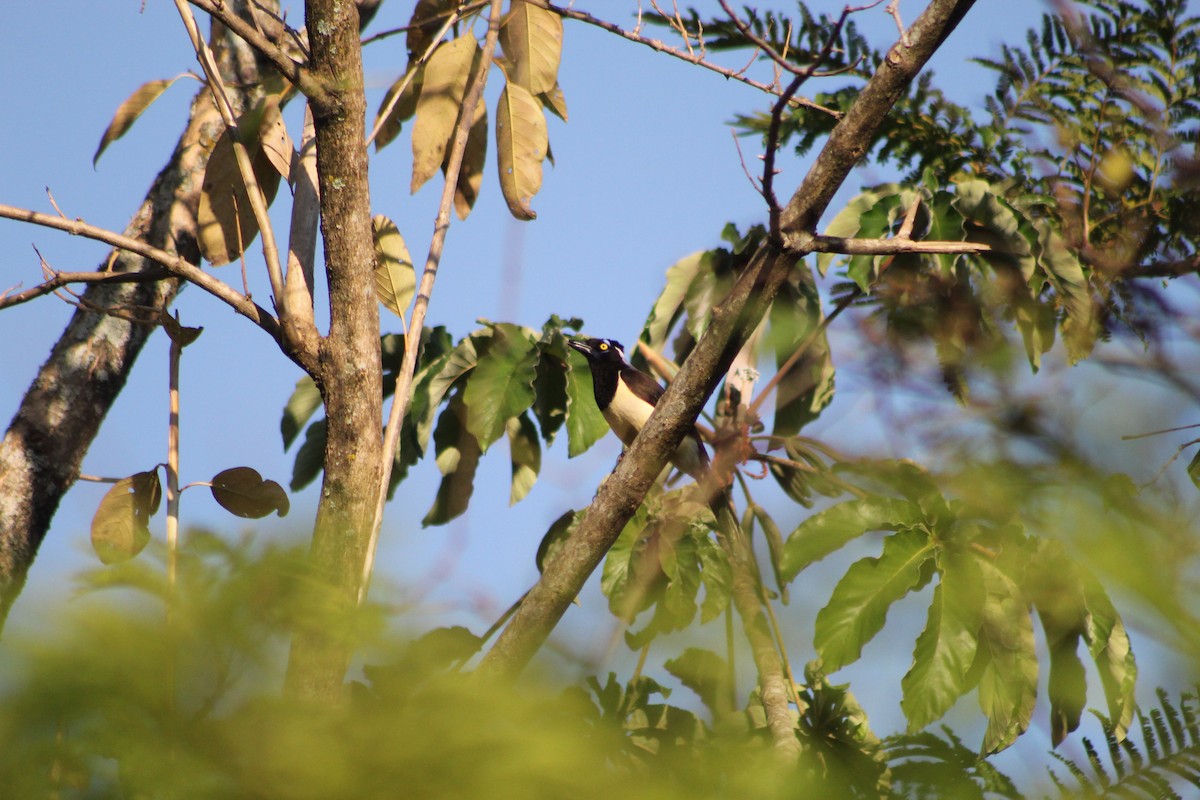 White-naped Jay - ML643394528