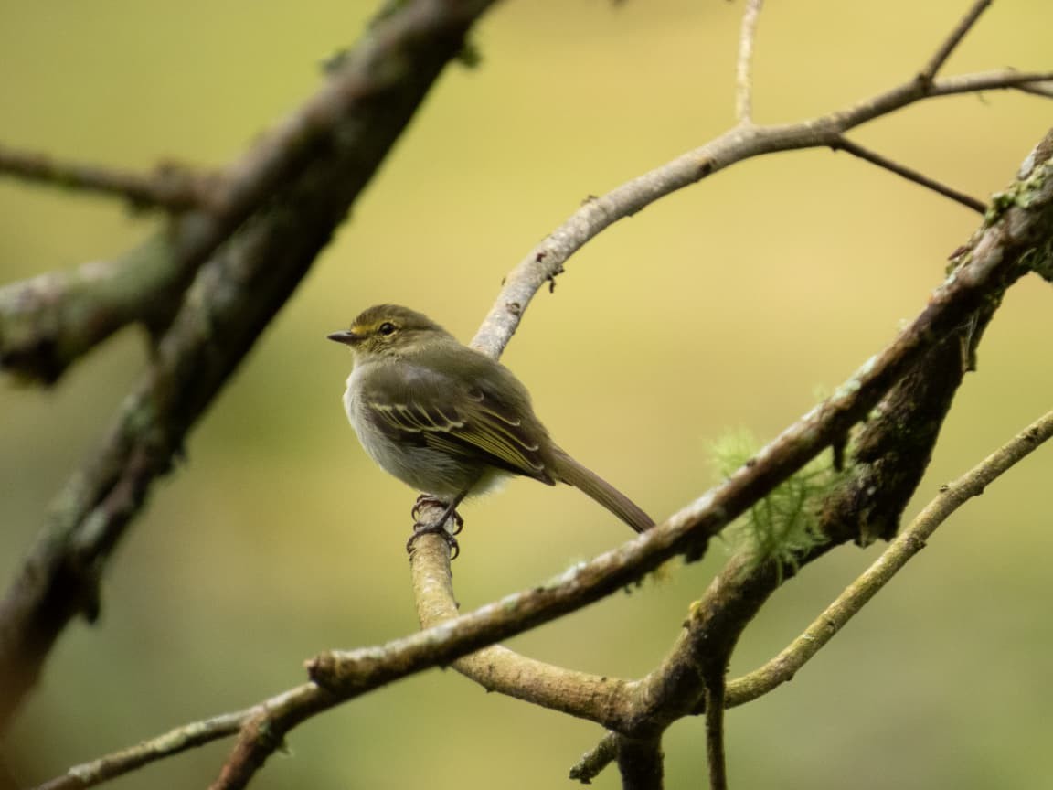 Golden-faced Tyrannulet - ML643394563