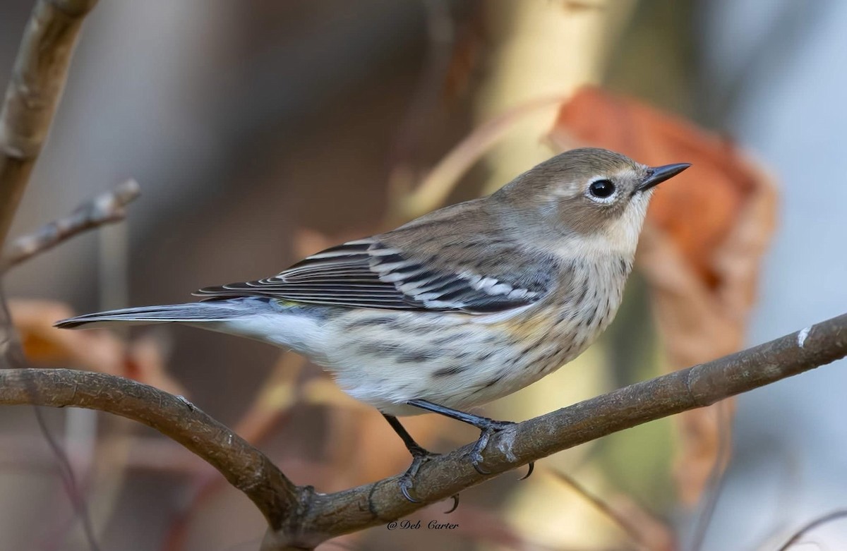Yellow-rumped Warbler - ML643394567