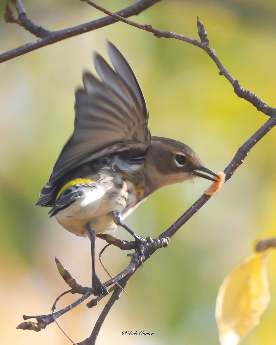 Yellow-rumped Warbler - ML643394568