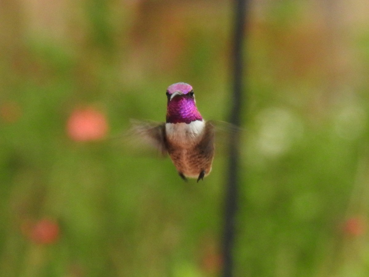 Lucifer x Costa's Hummingbird (hybrid) - ML643394569