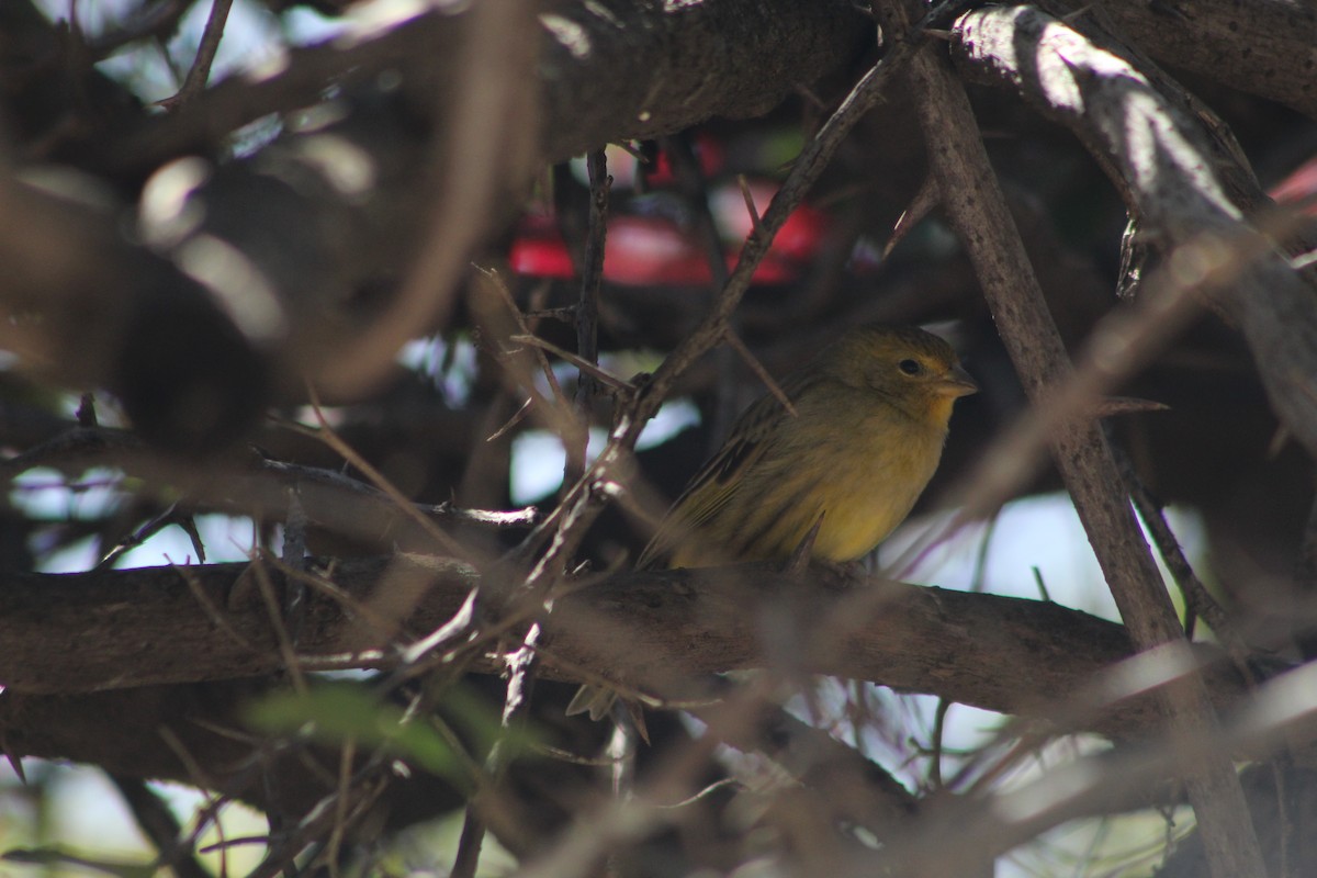 Saffron Finch - ML643394574