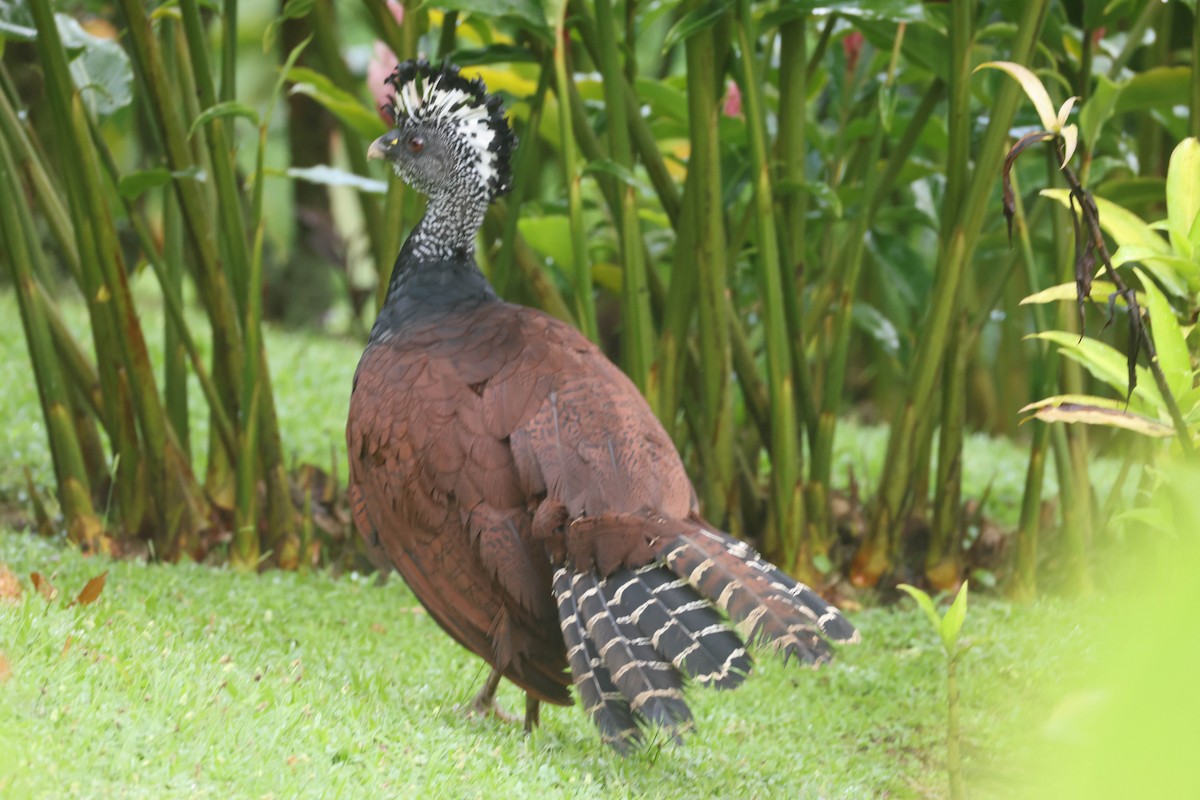 Great Curassow - ML643394576