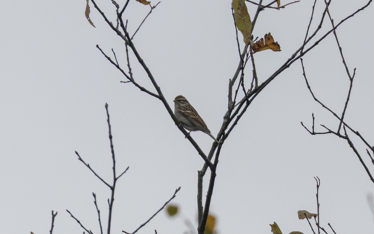 Chipping Sparrow - ML643394587